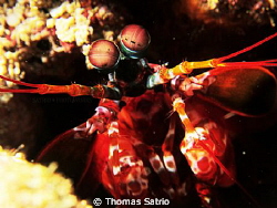 "Hello dear"
Mantis Shrimp
Location: Bangka Island, Nor... by Thomas Satrio 
